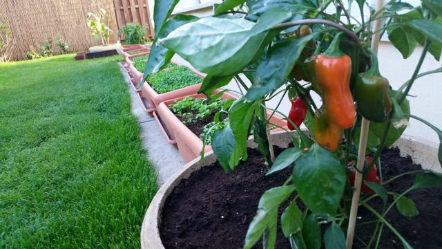 FOTO / Andreea Marin, pusă în umbră de soţ şi de fetiţă! Cum i-au "luat faţa" cei doi "Zânei"