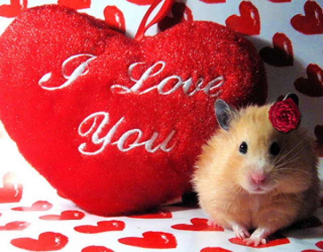Cele Mai Amuzante Si Mai Romantice Mesaje De Valentine S Day